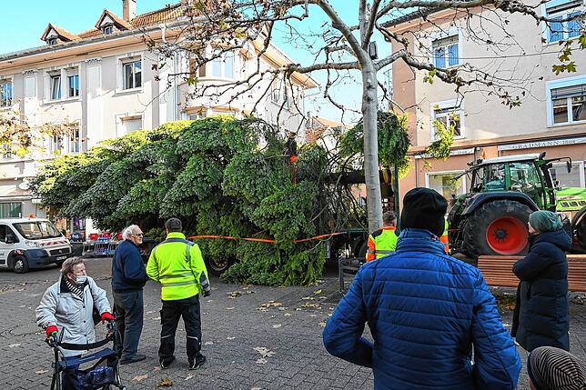 Bild 3: Ein Christbaum fliegt durch die Lüfte: Auf dem Marktplatz wird der Weihnachtsbaum aufgestellt