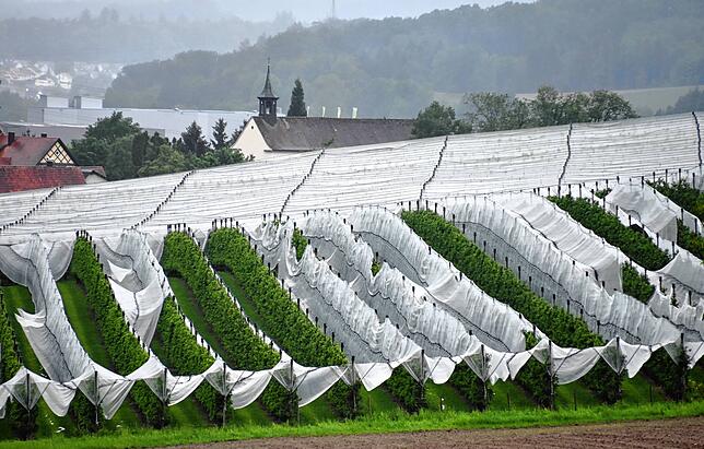 Auf dieser Plantage hat das Unwetter die Hagelnetze zerstört. Im Hintergrund ist die Loreto-Kapelle zu sehen.