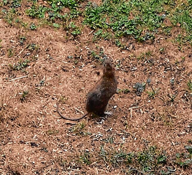 Diese Ratte im Garten des Nachbarn hat Ingolf Kieper Mitte August aufgenommen.