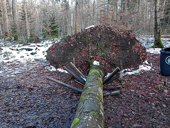 Eine Bank, die in der Nähe des Hangelgeräts im Lorettowald stand, wird Opfer eines umgestürzten Baumes. Um zu verhindern, dass Menschen ...