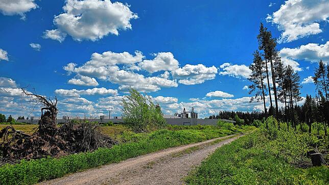 Anstelle dieser Forststraße soll künftig die Zufahrt zum in Planung befindlichen Kleingewerbegebiet am Fohrenwald in Mönchweiler führen. ...