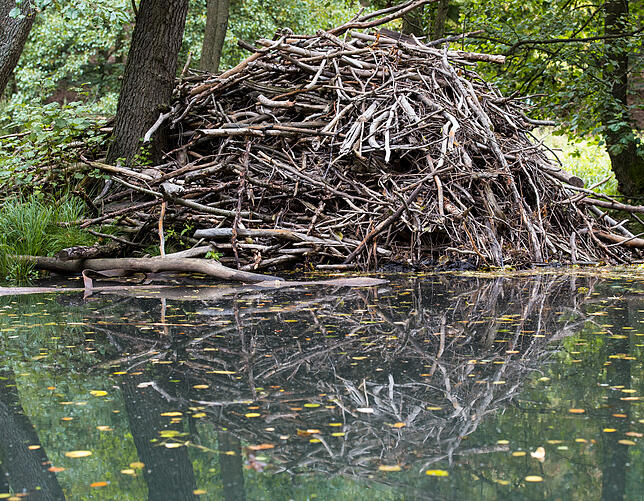 Eine große Biberburg spiegelt sich im Wasser eines kleinen Sees