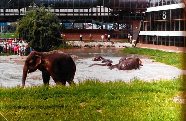 Bild 6: Dickhäuter auf Abwegen: Wie Elefanten 1986 den Messesee in Friedrichshafen als Pool für sich entdeckten