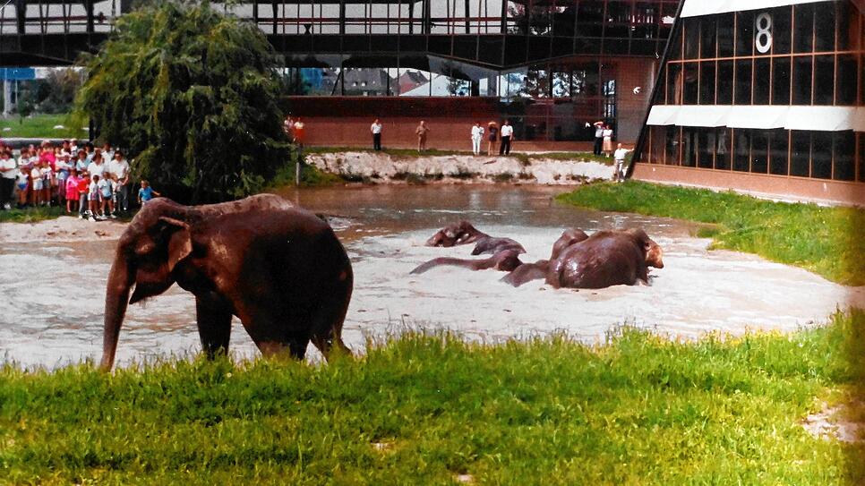 Bild : Dickhäuter auf Abwegen: Wie Elefanten 1986 den Messesee in Friedrichshafen als Pool für sich entdeckten