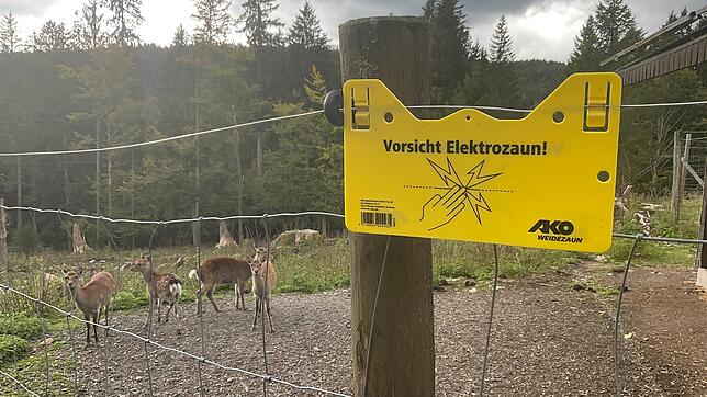 Für das Wildgehege gibt es Geld von der Stadt St. Blasien. Foto: Sebastian Barthmes