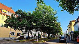 Die Riedleparkstraße soll zur Klimastraße werden. Hier sollen Grünstreifen erweitert und der bestehende Baumbestand geschützt werden.
