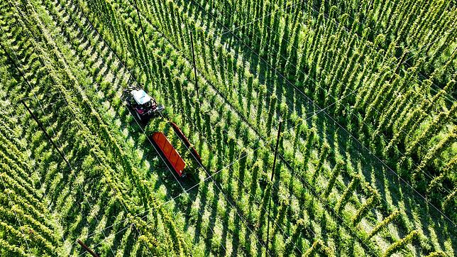 Die Bauern in Tettnang erwarten in diesem Jahr weniger Hopfen. (Foto-Archiv)
