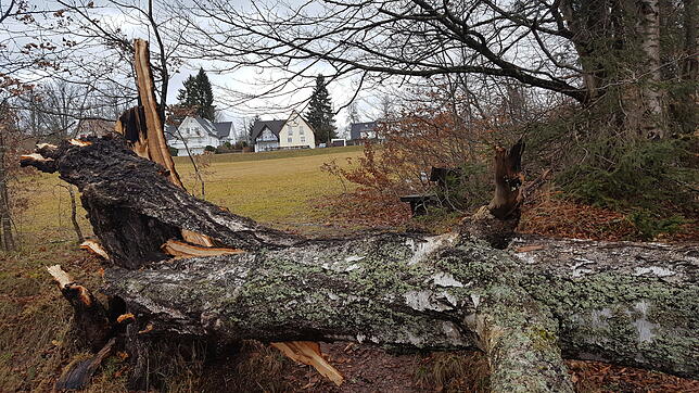 Auf den Fußweg entlang der Schwarzwaldbahn-Strecke unterhalb des Hubertuswegs im Villinger Kurgbebiet ist ein Baum gestürzt. Der Stamm ...