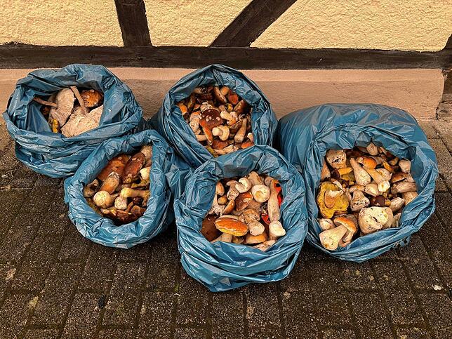 Zöllner entdeckten am Grenzübergang Hohentengen in mehreren Fahrzeugen 71 Kilogramm Waldpilze – weit mehr als erlaubt. Zwei Schweizer, ...