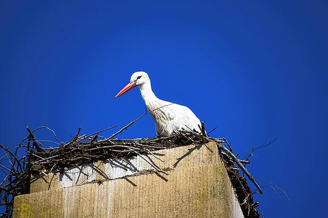 Bild 5: &bdquo;Ohhh, guck, d&lsquo; Storch isch da!&ldquo; Die Stockacher freuen sich, dass Hans wieder im Nest in der Oberstadt klappert