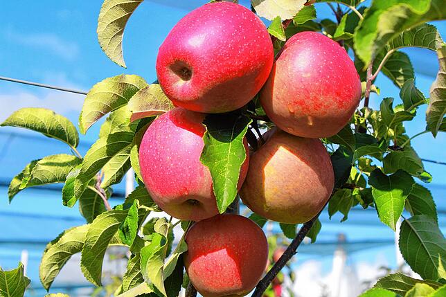 Äpfel wie gemalt – dieses Jahr gibt es die besten Früchte seit langem, sagt Obstbaumeister Philipp Kuppel aus Bodman. Bild: ...