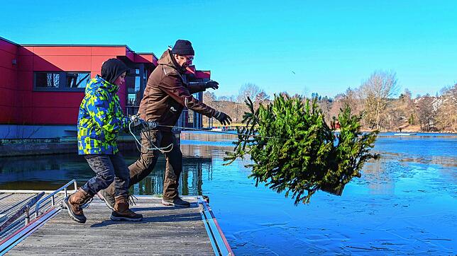 Mario Strissel und sein Sohn Erik versenken einen Tannenbaum im Klosterweiher. Der dient in den kommenden Monaten als Laichhilfe und ...