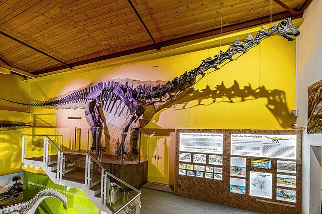 Das Sauriermuseum in Aathal bietet eine imposante Sammlung an Dinosaurierskeletten zum Bestaunen, wie etwa den Langhalsdinosaurier ...