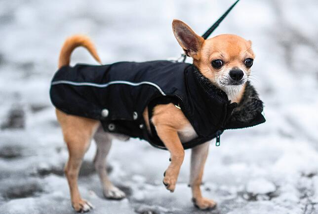 Ein Chihuahua steht frierend mit spitzen Pfoten im Schnee. Sein Besitzer hat ihm ein Mäntelchen angezogen.