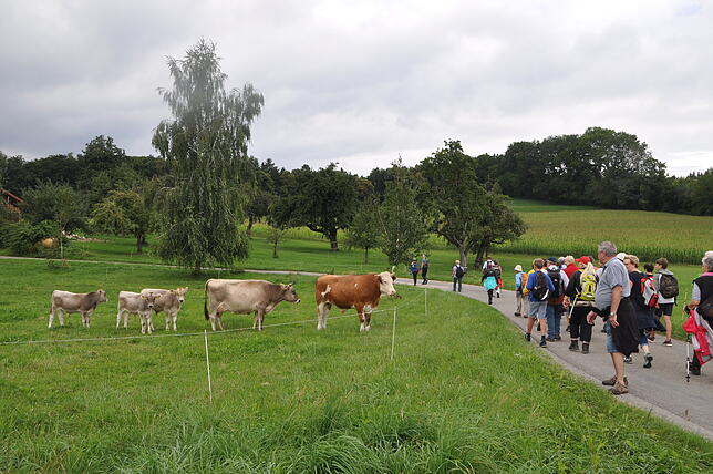 Wer hier wen bestaunt, ist auf diesem Bild nicht ganz ersichtlich, denn die Wandergruppe war für die Rinderfamilie ebenso interessant ...