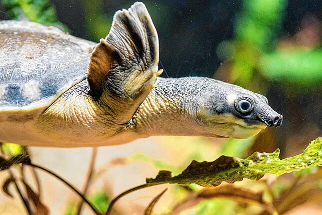 Bild 2: Schildkröte mit Schweinenase: Die Papua-Weichschildkröte ist der heimliche Star im Basler Zoo