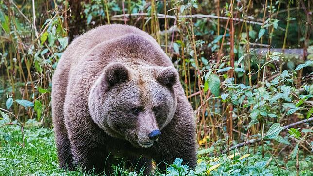 Im «Alternativen Wolf- und Bärenpark Schwarzwald» steht eine Bärin. Hier ist nun auch die Bärin Gaia zu Hause. (Symbolbild)