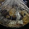 Wer kennt die unbekannte Bäckerin dieser Plätzchen? Bild: Sinikka Kranz