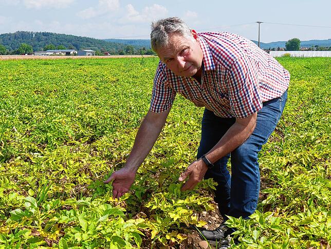 Gelb ist keine gute Farbe auf dem Kartoffelfeld: Erwin Häufle aus Mühlhausen-Ehingen sorgt sich um viele seiner Pflanzen auf den ...