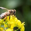 Eine Biene sitzt auf einer Ackersenf-Blüte. Schreckensszenarien beschreiben, was passiert, wenn Bienen als Bestäuber ausfallen.