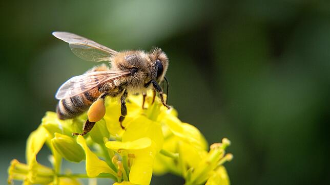 Eine Biene sitzt auf einer Ackersenf-Blüte. Schreckensszenarien beschreiben, was passiert, wenn Bienen als Bestäuber ausfallen.