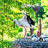 Die Zahl der Weißstörche nimmt kontinuierlich zu. Im Zoo Basel können die Vögel aber auch zur Gefahr für andere Tiere werden.
