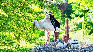 Die Zahl der Weißstörche nimmt kontinuierlich zu. Im Zoo Basel können die Vögel aber auch zur Gefahr für andere Tiere werden.