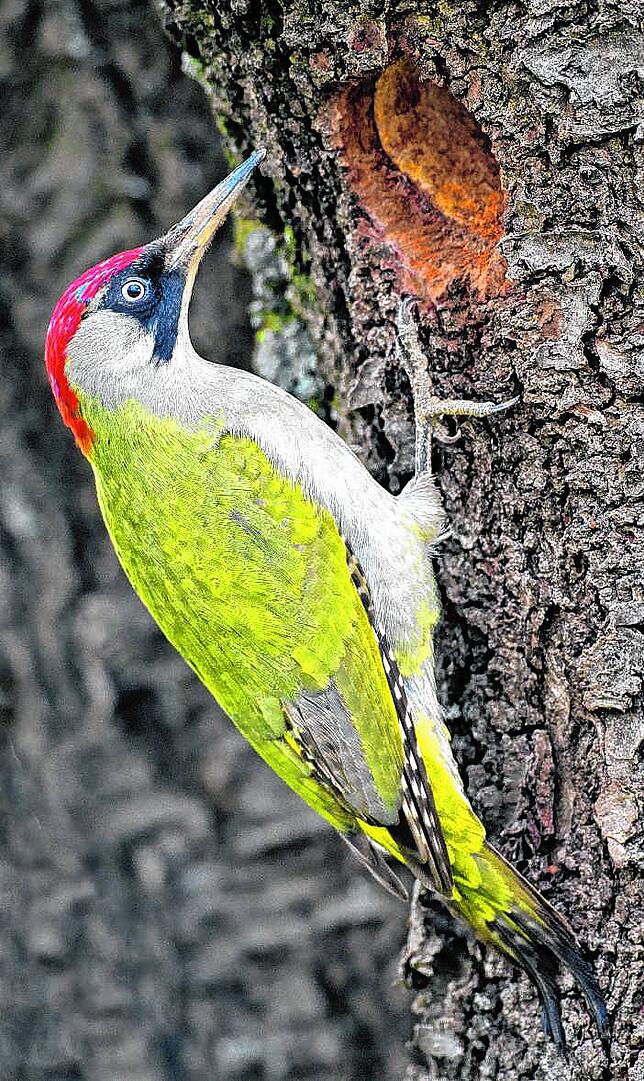 Der Grünspecht ist der ein seltener Vogel in diesem Jahr. Das Weibchen unterscheidet sich vom Männchen durch die schwarz gefärbte Wange.