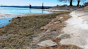 Durch den niedrigen Pegel des Bodensees wurde zuletzt auch in Konstanz viel Seegras ans Ufer getragen.
