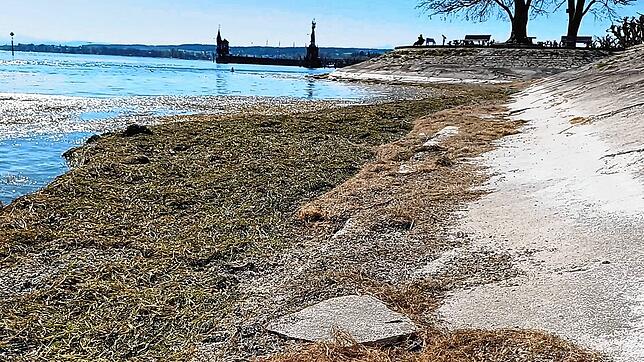 Durch den niedrigen Pegel des Bodensees wurde zuletzt auch in Konstanz viel Seegras ans Ufer getragen.
