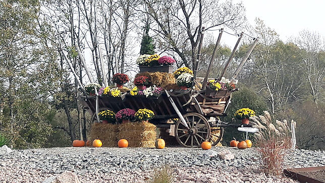 Herbstlich bunt dekoriert haben die Mitarbeiter von Stadtgärtnerei und Bauhof den Verkehrskreisel auf der B 27 an der Blumberger ...