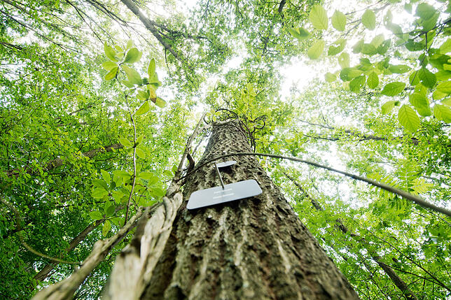 Eine Plakette zur Markierung einer Grabstätte hängt an einem Baum im Bestattungswald „Friedwald Uetzer Herrschaft“ bei ...