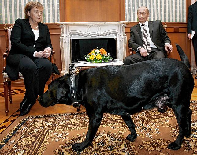 2007 in Sotschi: Putin genießt bei Angela Merkels Staatsbesuch den Moment, als sein Labrador bei der Kanzlerin für Unbehagen sorgt. Sie ...