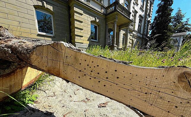 Die Bohrlöcher in den Baumstämmen bieten verschiedenen Insekten Brutmöglichkeiten.