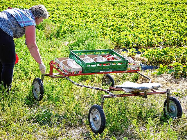 Bild 4: Die Erdbeerfamilie hält zusammen: Warum es auf dem Fuchshof im Corona-Jahr sogar besser läuft