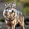 So nah wie diesem Wolf auf diesem Symbolfoto dürfte man den Tieren im Schwarzwald nicht kommen. Wölfe sind scheu und gehen Menschen in ...