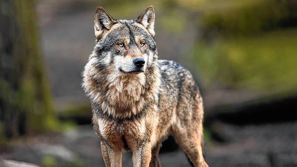 So nah wie diesem Wolf auf diesem Symbolfoto dürfte man den Tieren im Schwarzwald nicht kommen. Wölfe sind scheu und gehen Menschen in ...