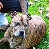 Er kostet seinen Besitzer nun fast vierstellig: Der American Staffordshire Terrier Mix namens Buddy wird seit November 2024 von der ...