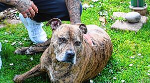 Er kostet seinen Besitzer nun fast vierstellig: Der American Staffordshire Terrier Mix namens Buddy wird seit November 2024 von der ...