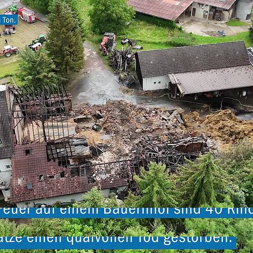 Feuer in Eriskirch: 40 Rinder verenden in brennender Scheune