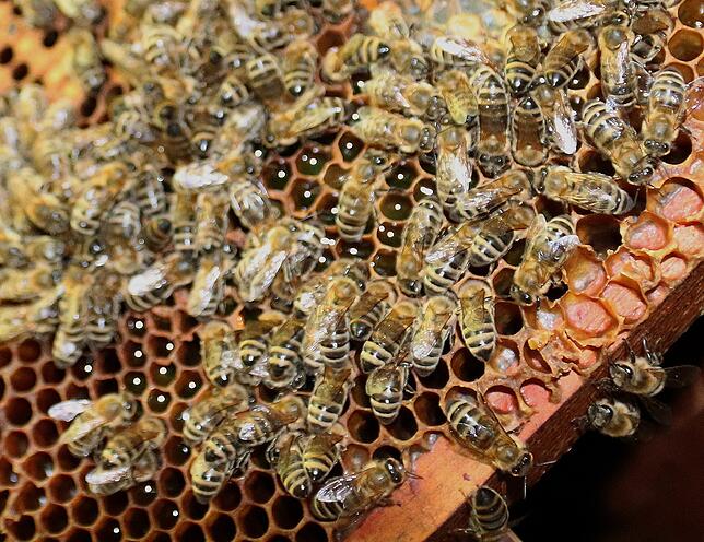 Zahlreiche Bienen tummeln sich auf den Waben aus dem Stock.
