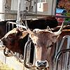 Eines dieser Tiere wird den Schlachttag nicht überleben. Bisher verbrachte es sein Leben acht Monate im Jahr auf der Weide und vier ...