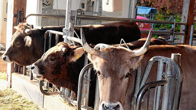Eines dieser Tiere wird den Schlachttag nicht überleben. Bisher verbrachte es sein Leben acht Monate im Jahr auf der Weide und vier ...