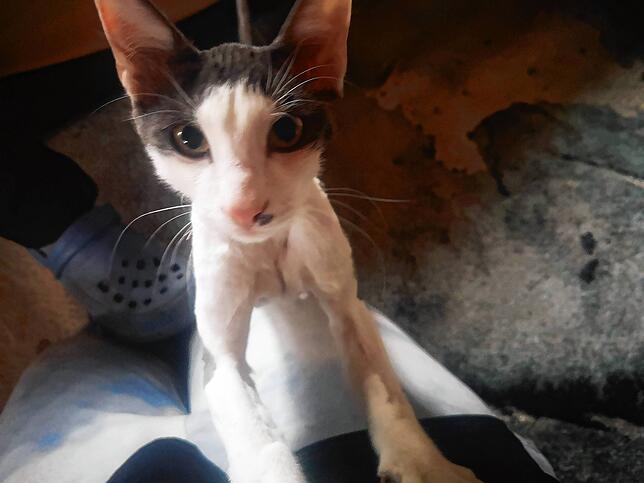 Zwei Kater wurden bei Schopfheim, im Ortsteil Gerbach, ausgesetzt. Sie sind vermutlich frisch geboren und weder gechippt noch tätowiert.