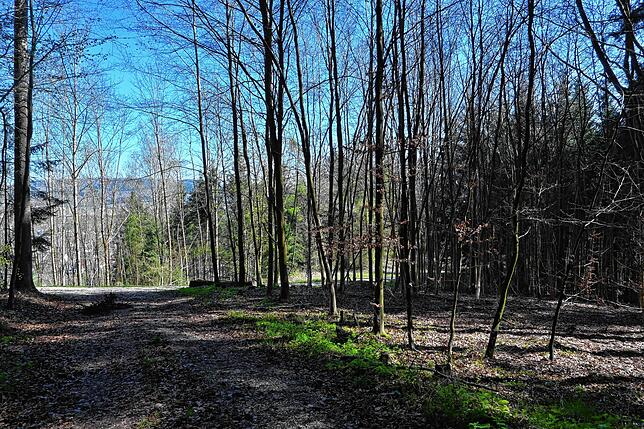 Noch steht hier Wald. In etwa zwei Jahren könnte in diesem Bereich im Distrikt Bogenreute ein 50 Meter hoher Funkturm aufragen.