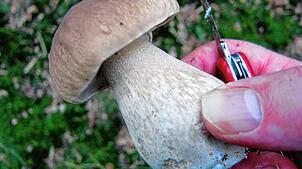 Diesen herrlichen Steinpilz hat ein Sammler im Hegauer Wald entdeckt.