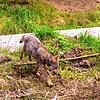 Im September wurde erneut ein Wolfswelpe am Schluchsee gesichtet. Fachleute schließen nicht aus, dass sich Jungtiere im Fricktal in der ...