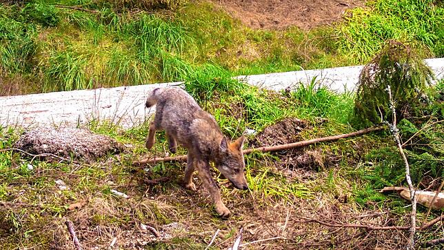 Im September wurde erneut ein Wolfswelpe am Schluchsee gesichtet. Fachleute schließen nicht aus, dass sich Jungtiere im Fricktal in der ...