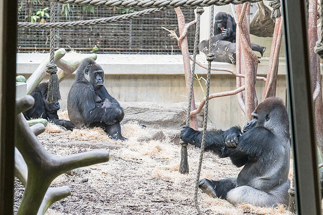 Bild 1: Nachwuchs im Zoo: So liebevoll kümmert sich Gorilla-Mama Faddama um ihr Baby
