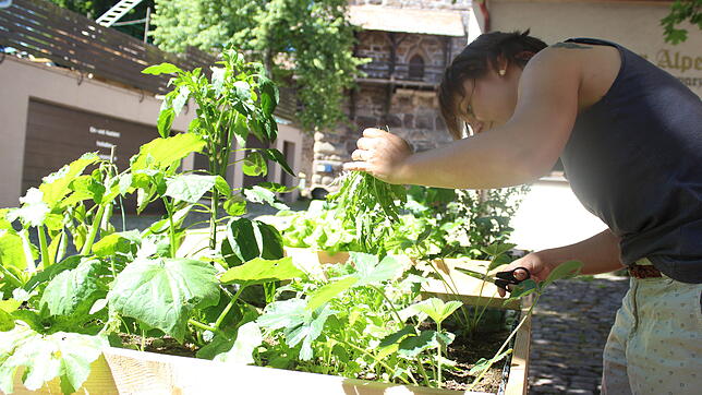 Eine Hobby-Gärtnerin erntet am Freitagvormittag den ersten eigenen Rucola. Nach dem Beet sieht sie jeden Tag.